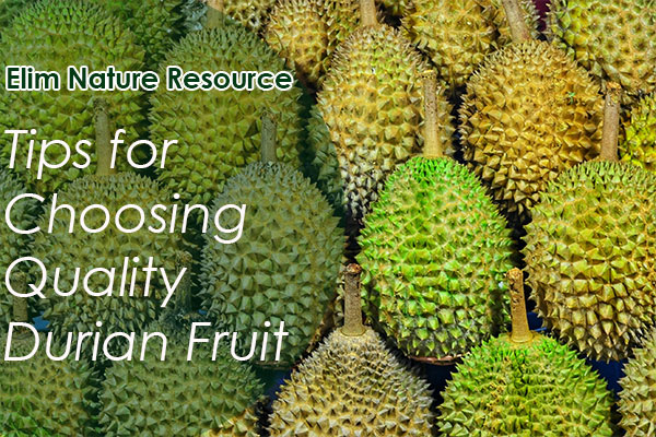 Tips for Choosing Quality Durian Fruit