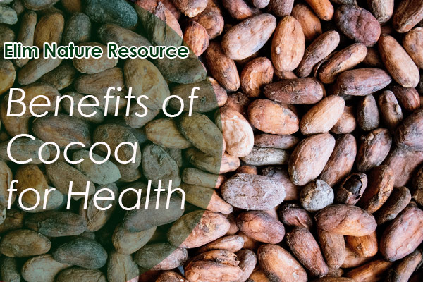 Benefits of Cocoa for Health